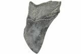 Partial Megalodon Tooth #194045-1